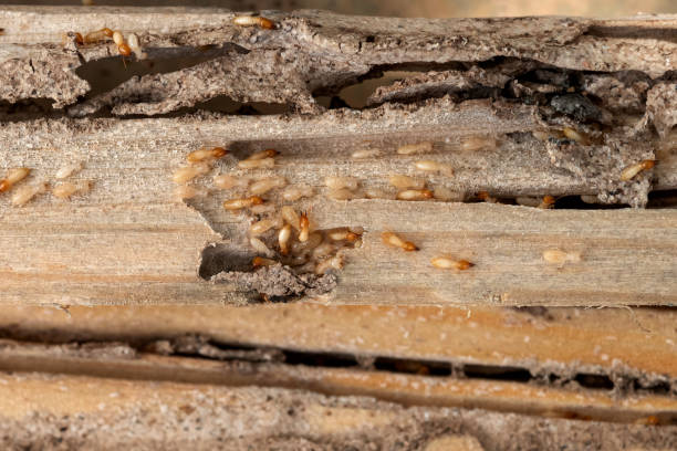 Trusted Salem, NJ Pest Control Experts